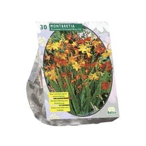 Baltus Montbretia bloembollen per 30 stuks